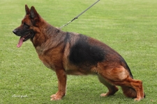 public/dog_images/662/1721214247.Bella von Ghattas.jpg